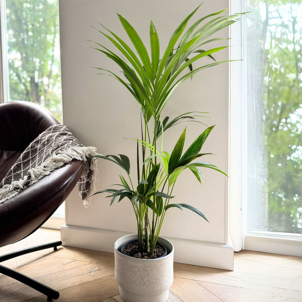 Palmera kentia – Planta de interior