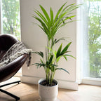 Palmera kentia – Planta de interior