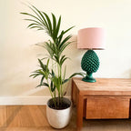 Palmera kentia – Planta de interior