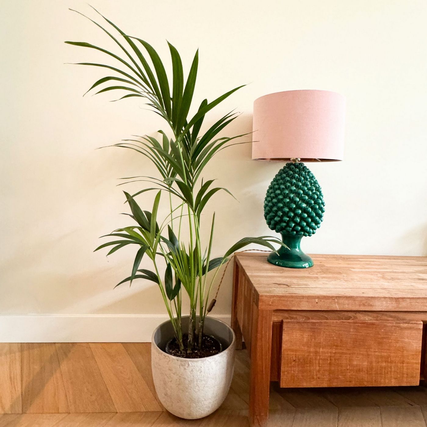 Palmera kentia – Planta de interior