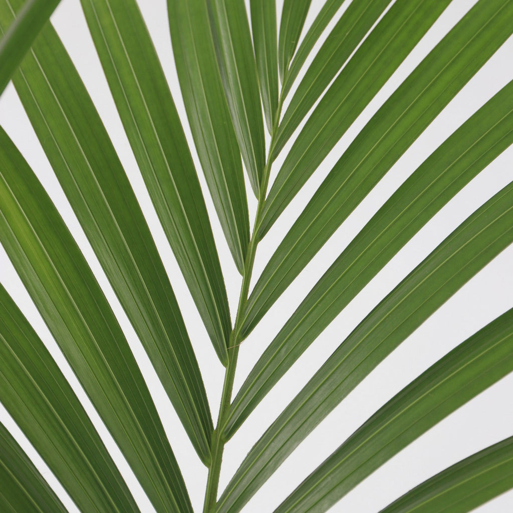 Palmera kentia – Planta de interior
