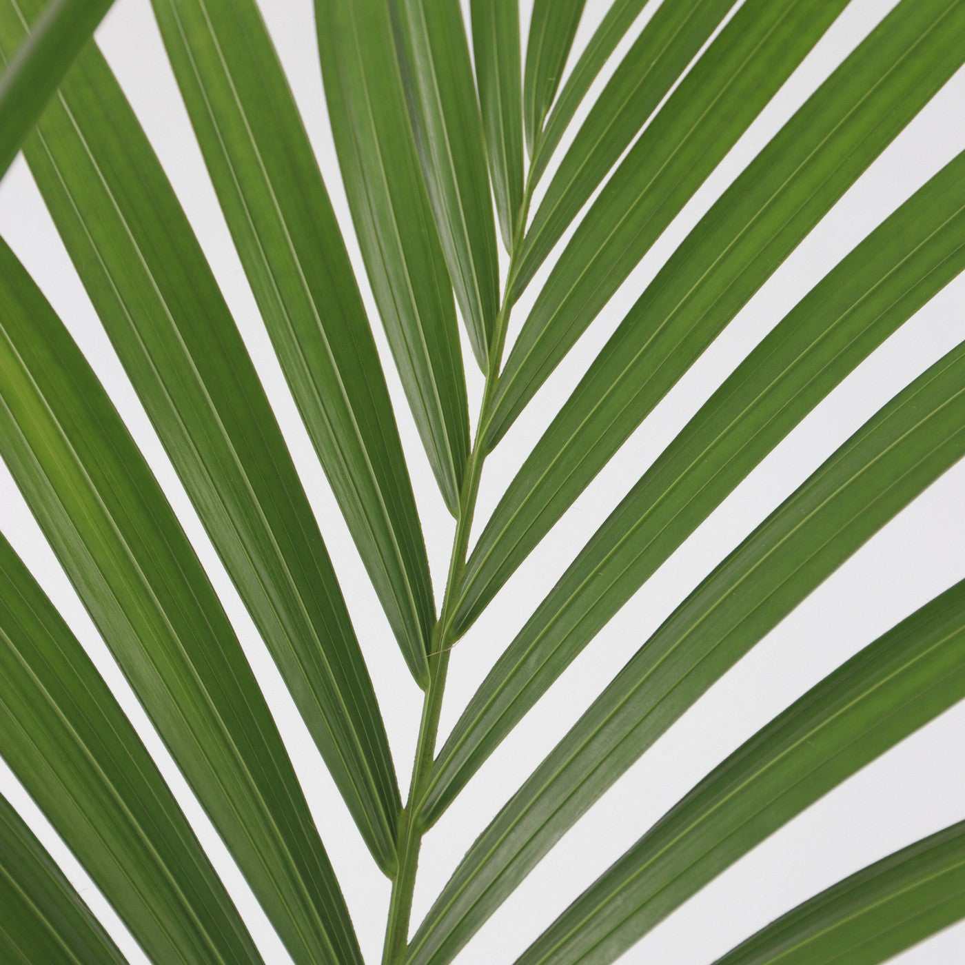 Palmera kentia – Planta de interior