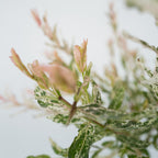 Lot De 2 Salix Flamingo – Plante D'Extérieur
