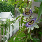 Set of 2 Passiflora Caerulea – Outdoor Plant