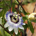 Set of 2 Passiflora Caerulea – Outdoor Plant