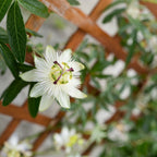 Lot De 2 Passiflores Constance Elli