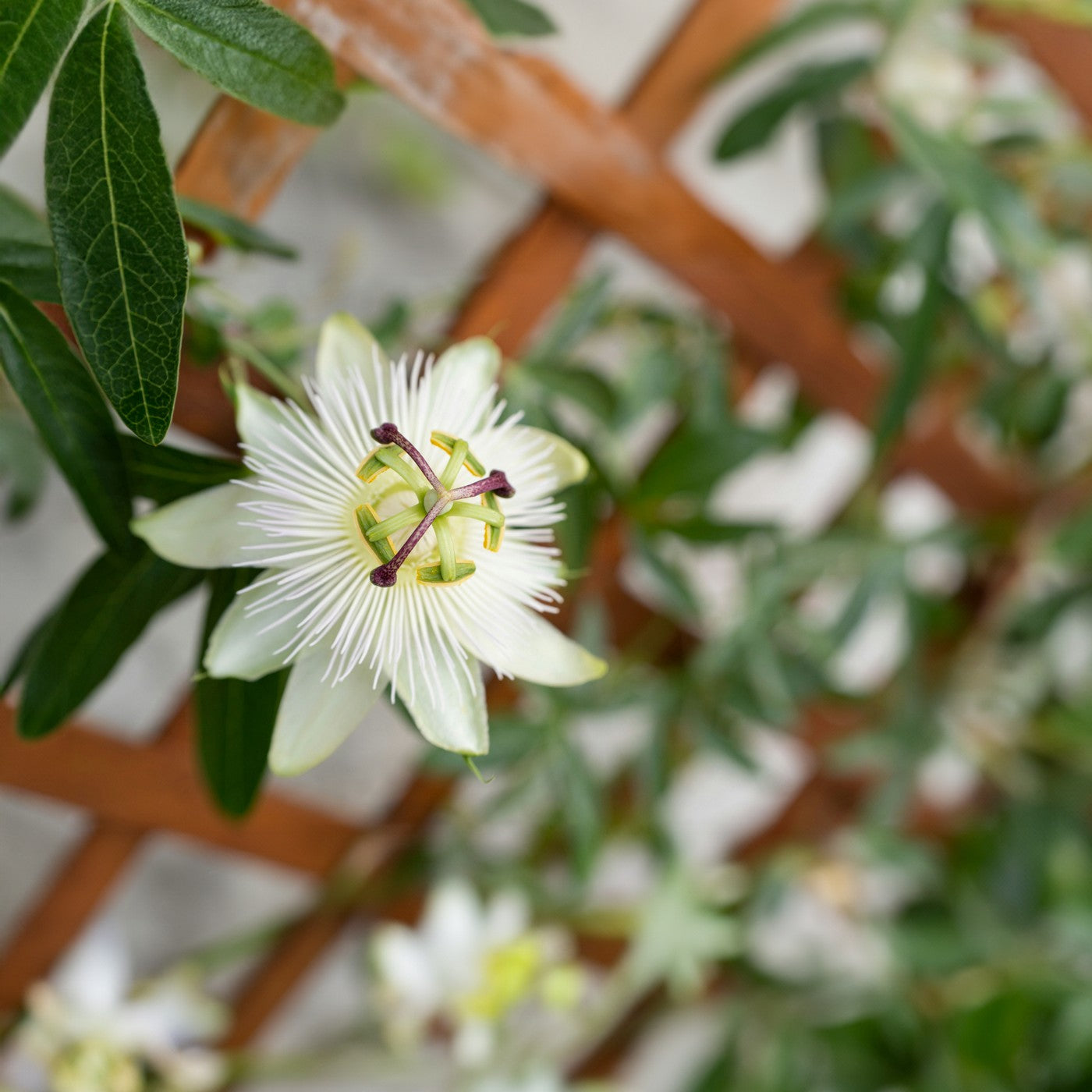 Lot De 2 Passiflores Constance Elli