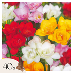 Mélange De 40 Freesias Doubles – Plante D'Extérieur