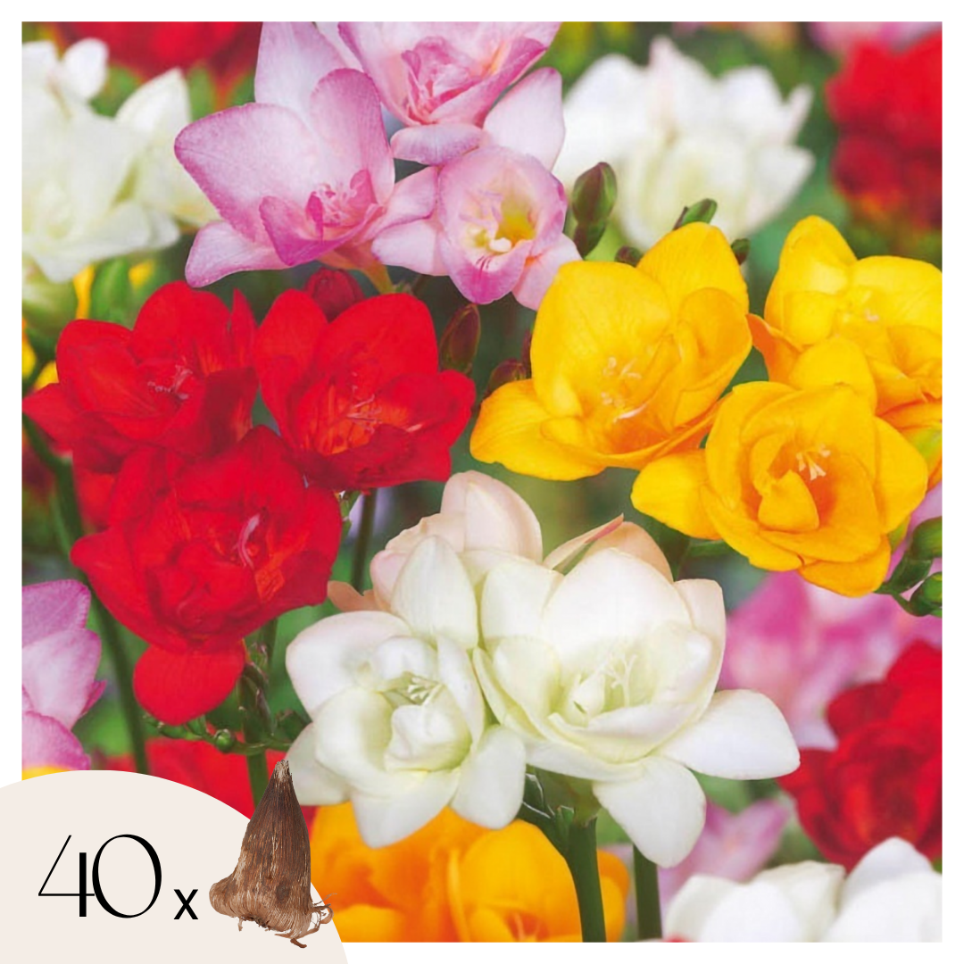Mélange De 40 Freesias Doubles – Plante D'Extérieur