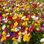 Mélange De 40 Freesias Doubles – Plante D'Extérieur