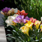Mélange De 40 Freesias Doubles – Plante D'Extérieur