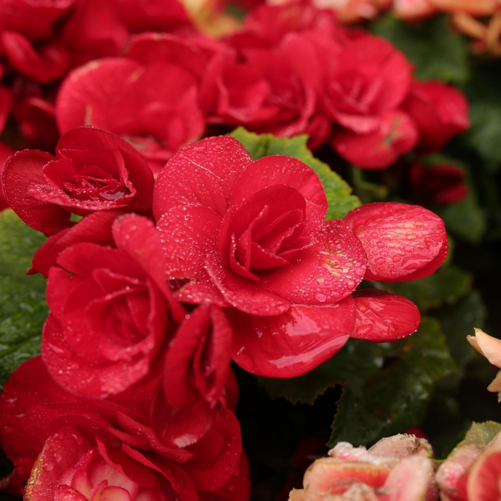 Mélange De 40 Freesias Doubles – Plante D'Extérieur