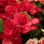 Mélange De 40 Freesias Doubles – Plante D'Extérieur