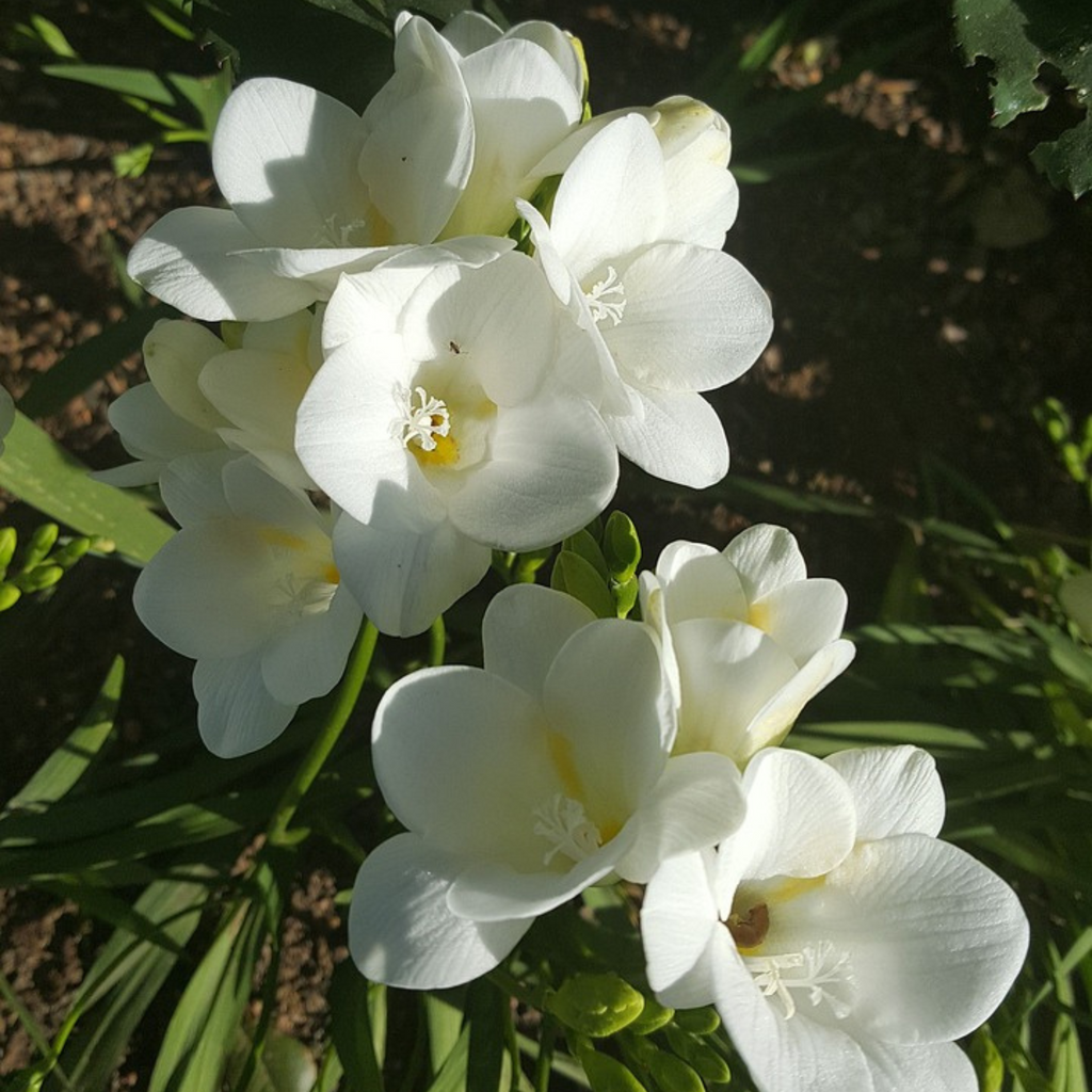 Mélange De 40 Freesias Doubles – Plante D'Extérieur