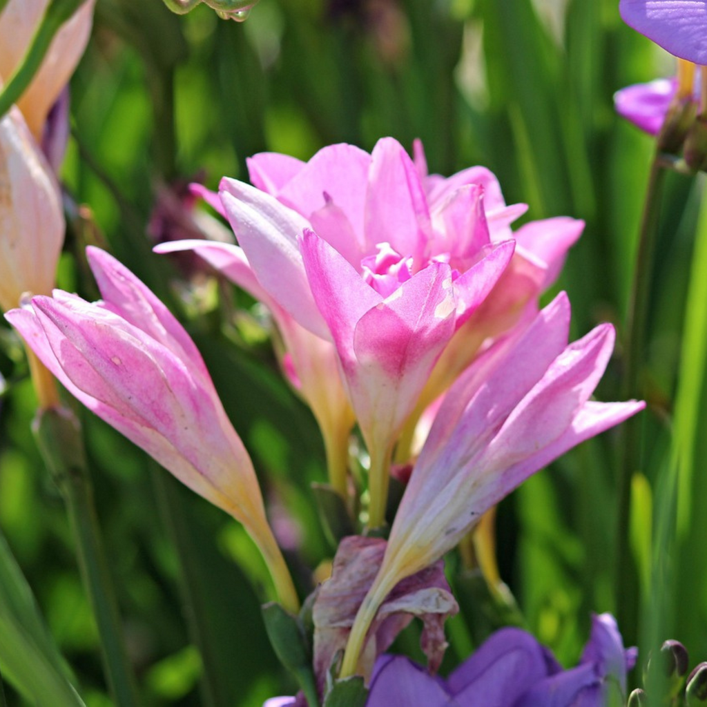 Mélange De 40 Freesias Doubles – Plante D'Extérieur