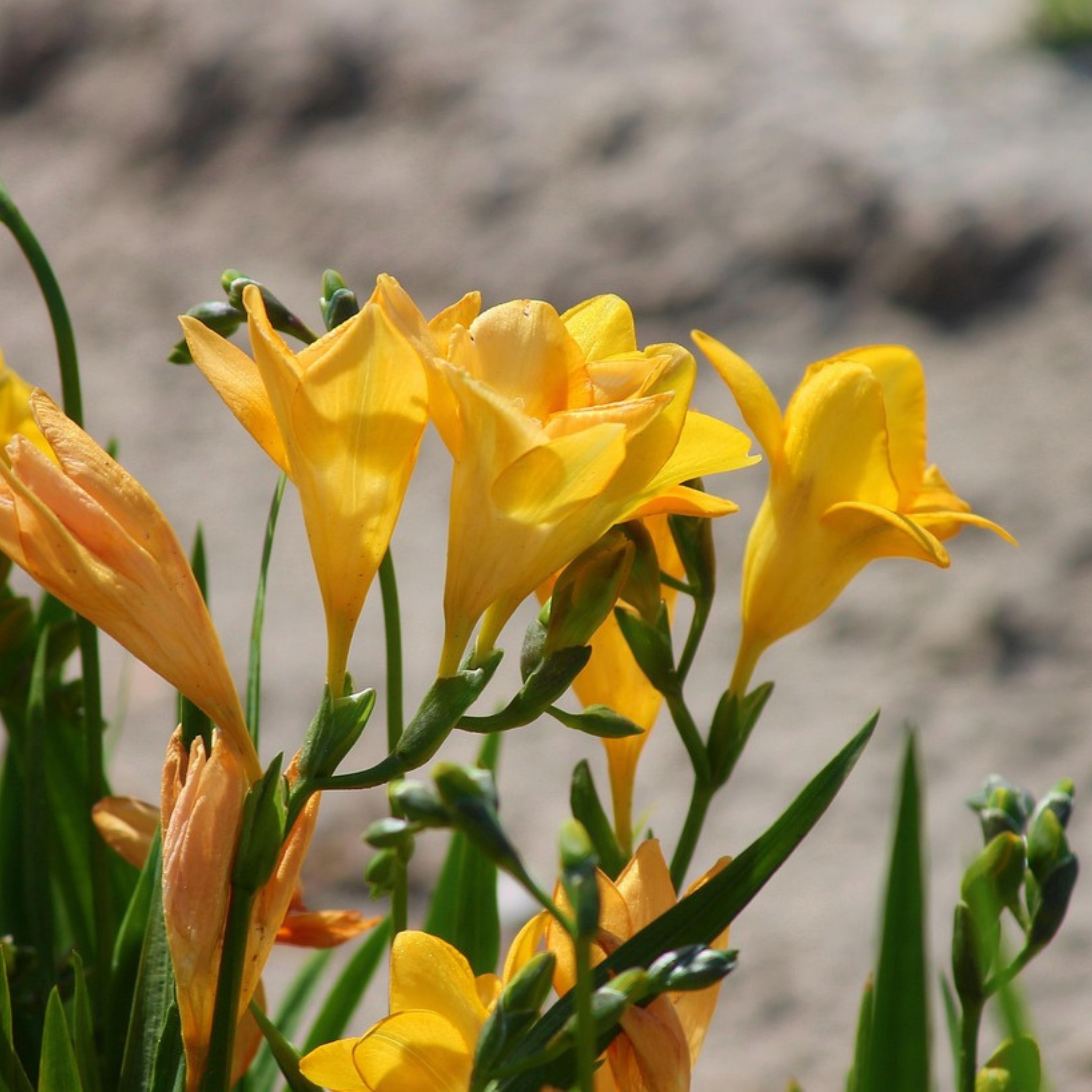 Mélange De 40 Freesias Doubles – Plante D'Extérieur