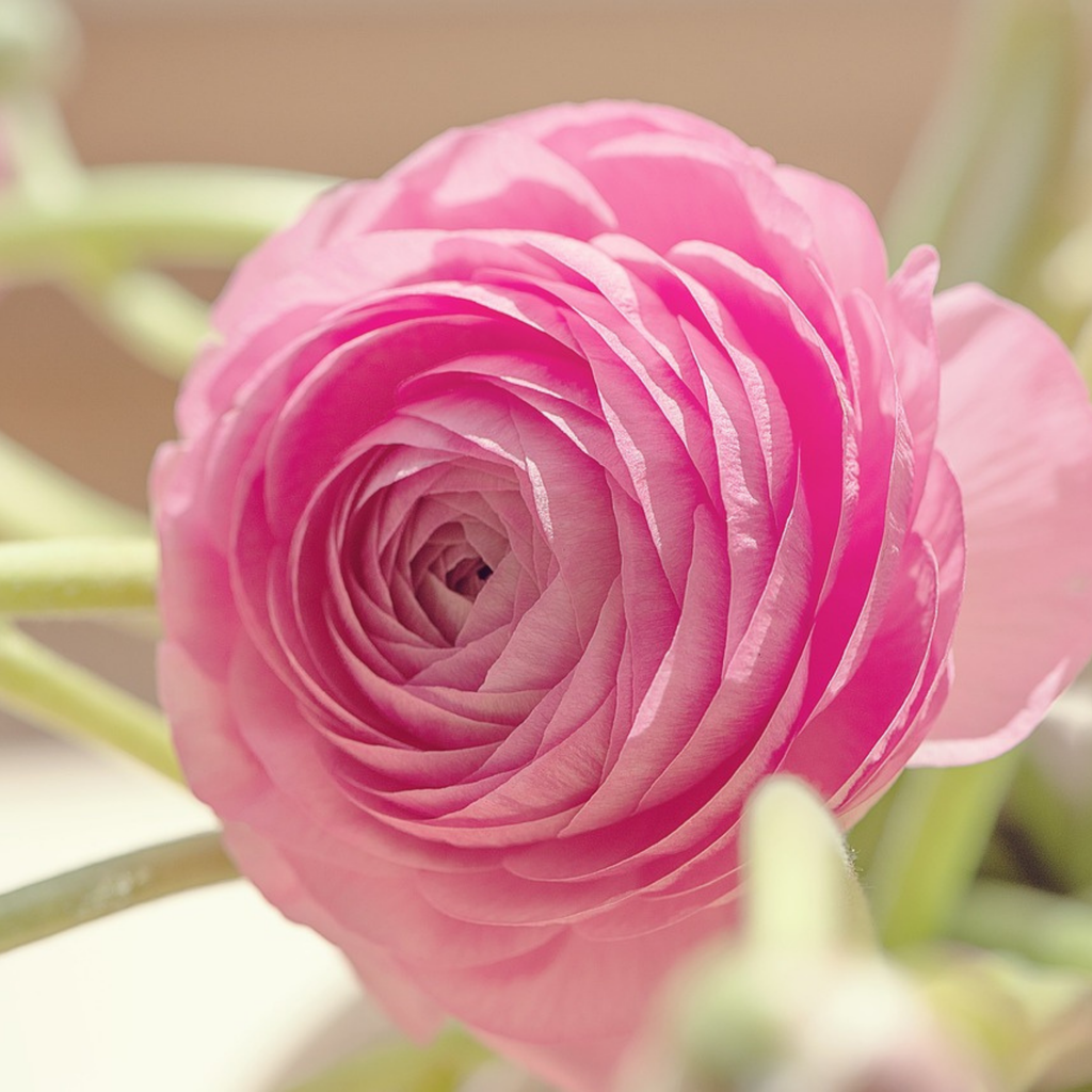 Mélange De 40 Renoncules Pastel – Plante D'Extérieur
