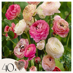 Mélange De 40 Renoncules Pastel – Plante D'Extérieur