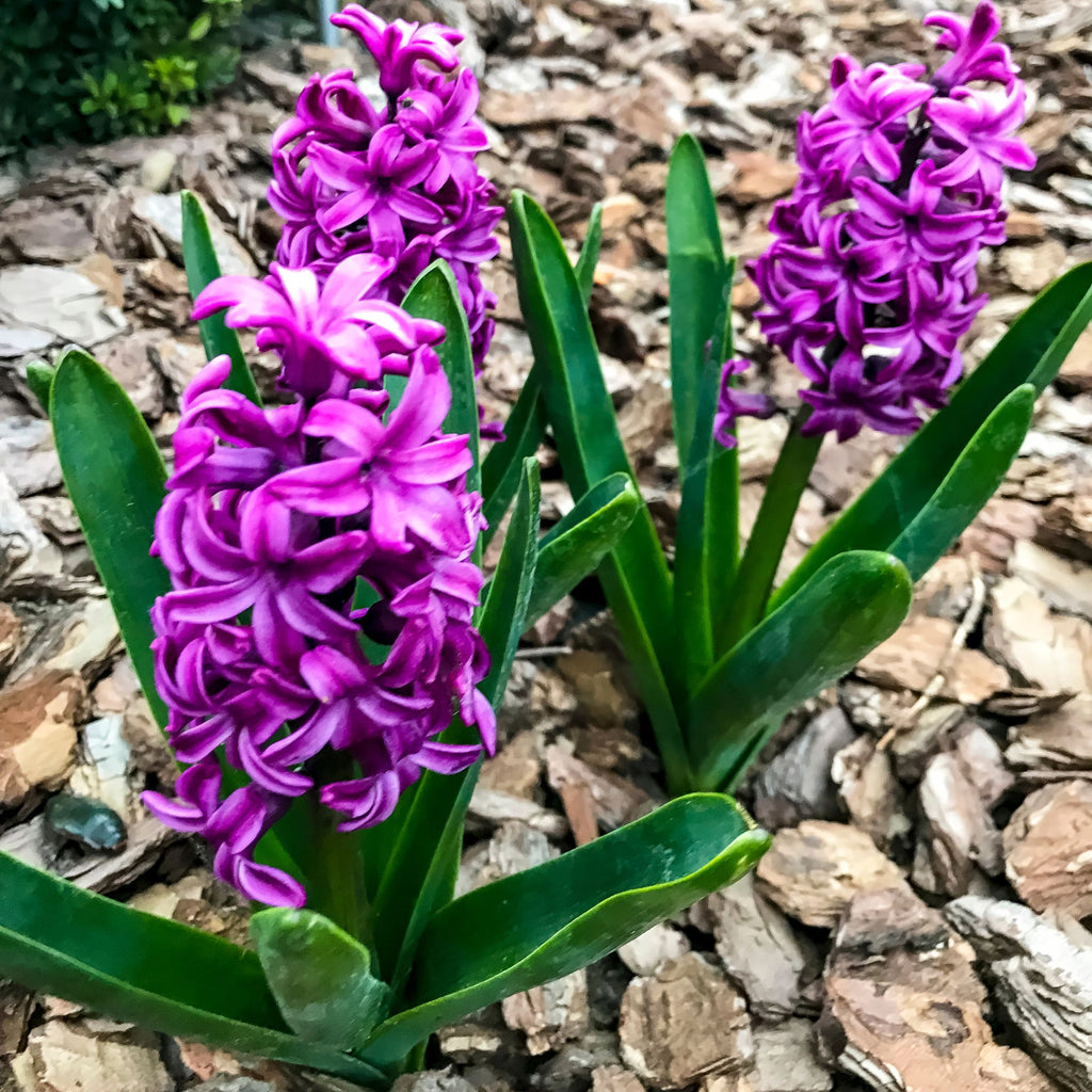 Lot De 10 Jacinthes Purple Voice – Plante D'Extérieur