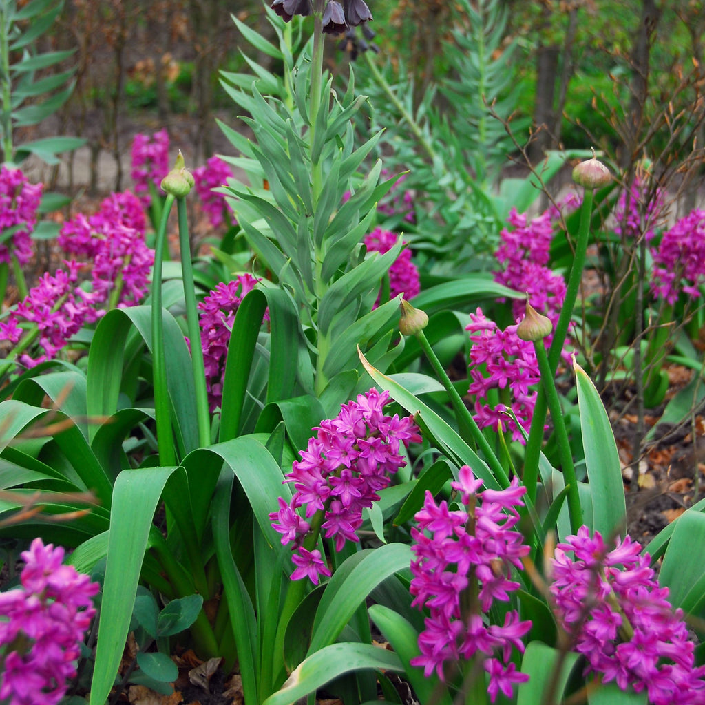 Lot De 10 Jacinthes Purple Voice – Plante D'Extérieur