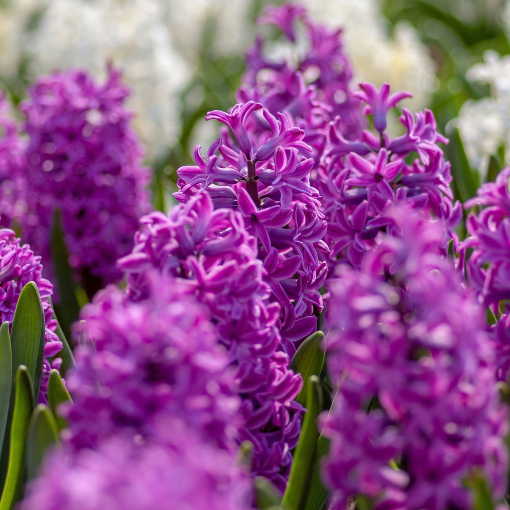 Lot De 10 Jacinthes Purple Voice – Plante D'Extérieur