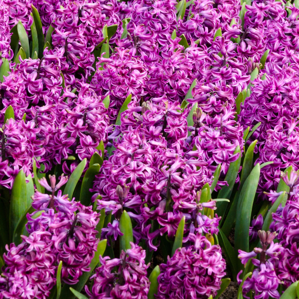 Lot De 10 Jacinthes Purple Voice – Plante D'Extérieur