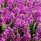 Lot De 10 Jacinthes Purple Voice – Plante D'Extérieur