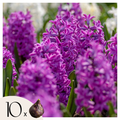Lot De 10 Jacinthes Purple Voice – Plante D'Extérieur
