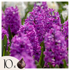 Lot De 10 Jacinthes Purple Voice – Plante D'Extérieur