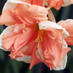 Lot De 10 Narcisses Apricot Whirl – Plante D'Extérieur