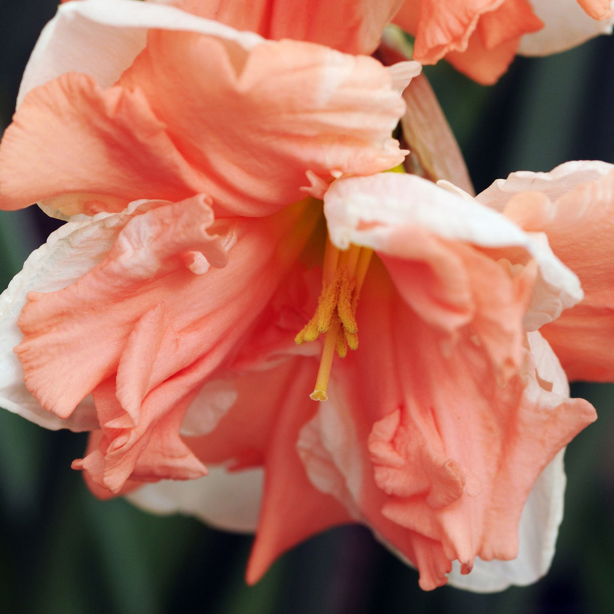 Lot De 10 Narcisses Apricot Whirl – Plante D'Extérieur