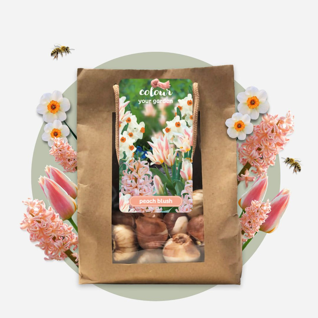 Lot De 25 Bulbes Peach Blush – Plante D'Extérieur