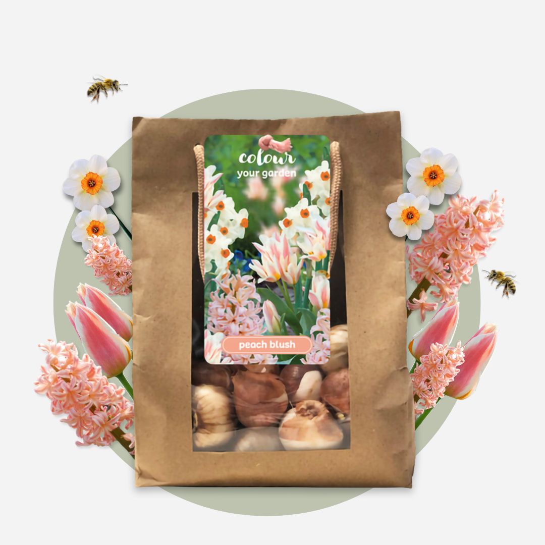 Lot De 25 Bulbes Peach Blush – Plante D'Extérieur
