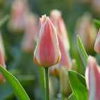 Lot De 25 Bulbes Peach Blush – Plante D'Extérieur