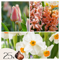 Lot De 25 Bulbes Peach Blush – Plante D'Extérieur