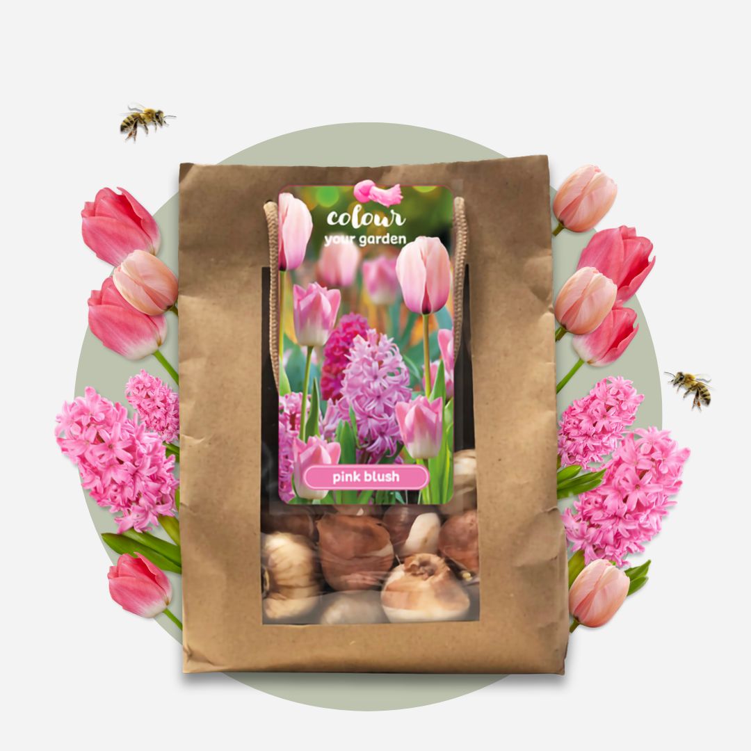 Lot De 25 Bulbes Pink Blush – Plante D'Extérieur