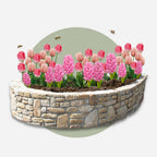 Lot De 25 Bulbes Pink Blush – Plante D'Extérieur
