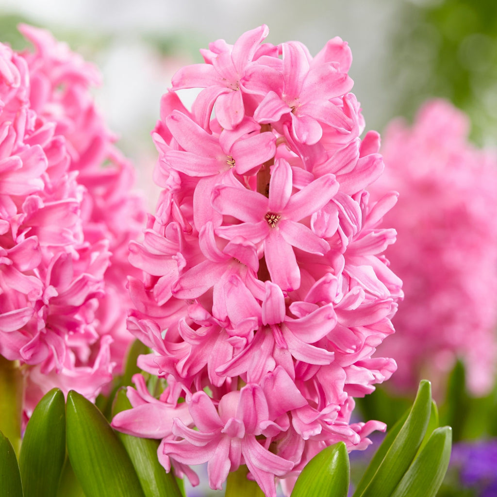 Lot De 25 Bulbes Pink Blush – Plante D'Extérieur