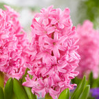 Lot De 25 Bulbes Pink Blush – Plante D'Extérieur