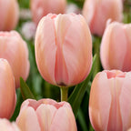 Lot De 25 Bulbes Pink Blush – Plante D'Extérieur