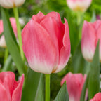 Lot De 25 Bulbes Pink Blush – Plante D'Extérieur