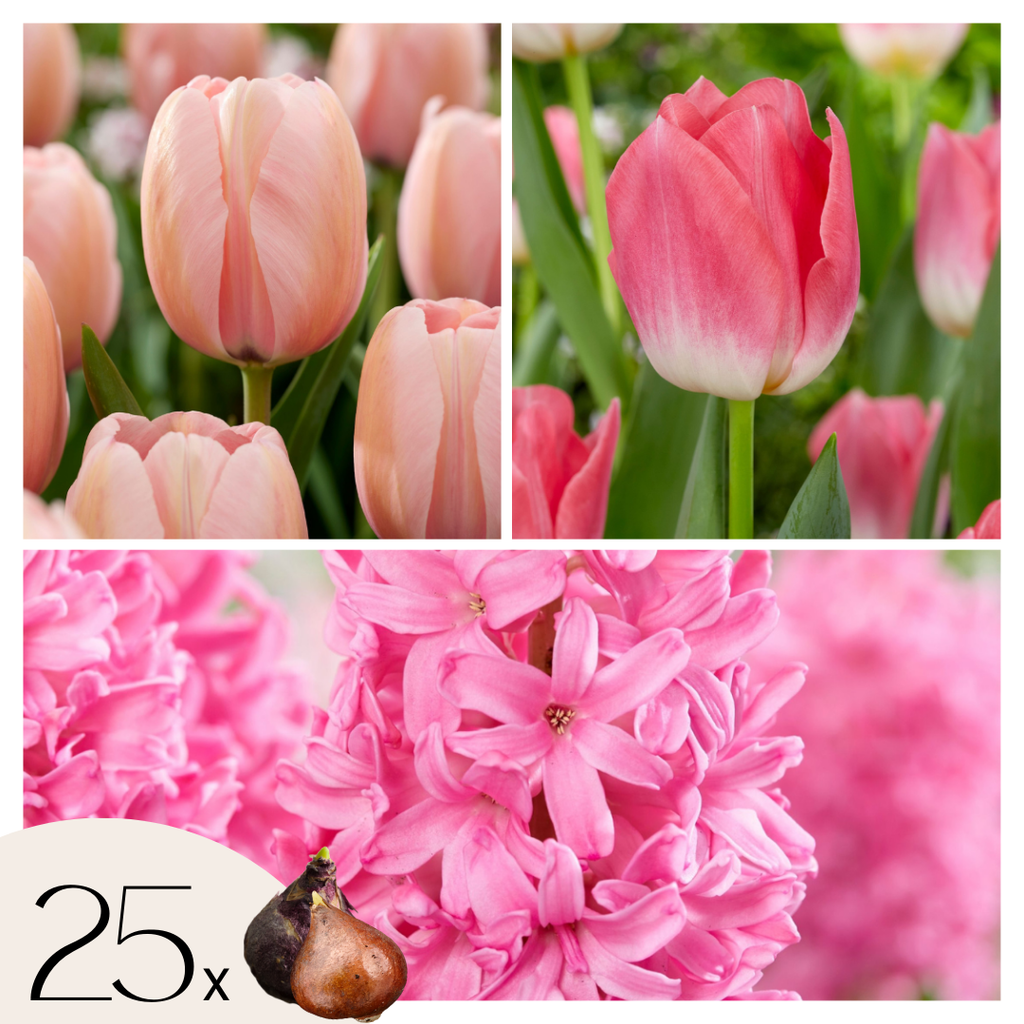 Lot De 25 Bulbes Pink Blush – Plante D'Extérieur
