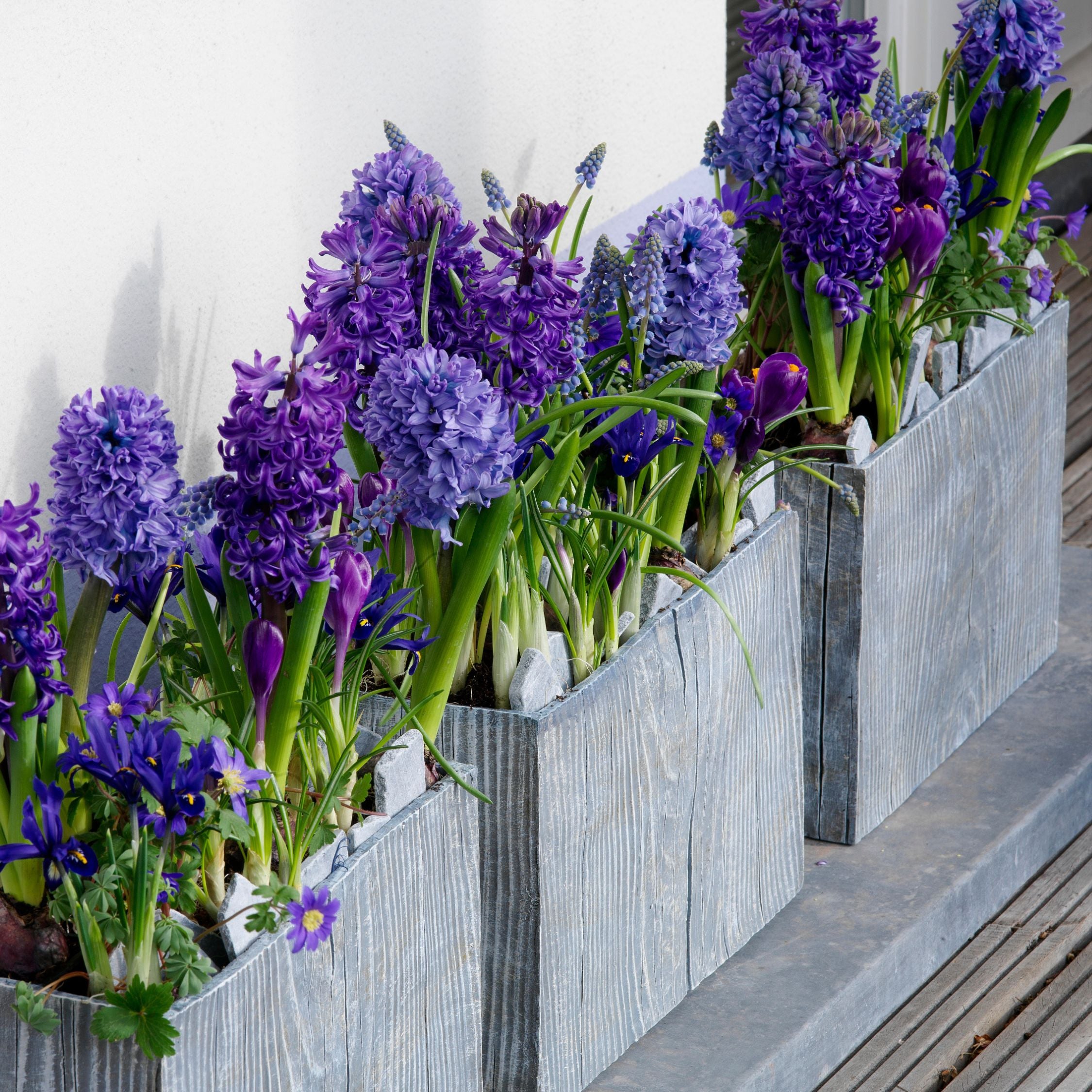 Lot De 15 Jacinthes Blue Trophy – Plante D'Extérieur