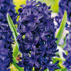 Lot De 15 Jacinthes Blue Trophy – Plante D'Extérieur