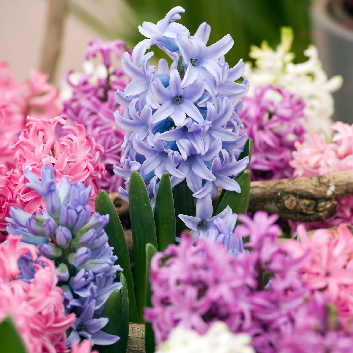 Set of 10 Mixed Hyacinths – Outdoor Plant