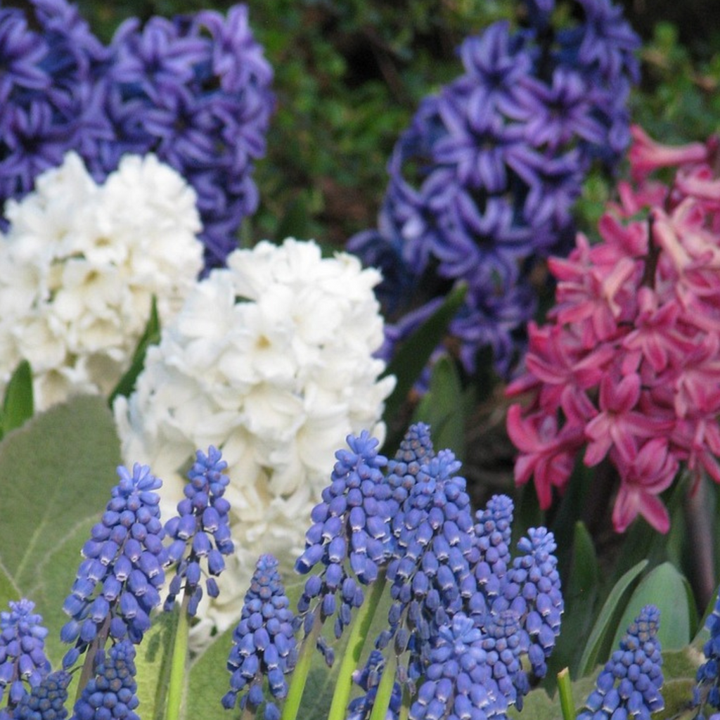 Set of 10 Mixed Hyacinths – Outdoor Plant