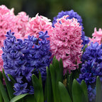 Set of 10 Mixed Hyacinths – Outdoor Plant