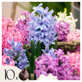 Set of 10 Mixed Hyacinths – Outdoor Plant