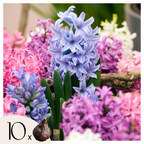 Set of 10 Mixed Hyacinths – Outdoor Plant
