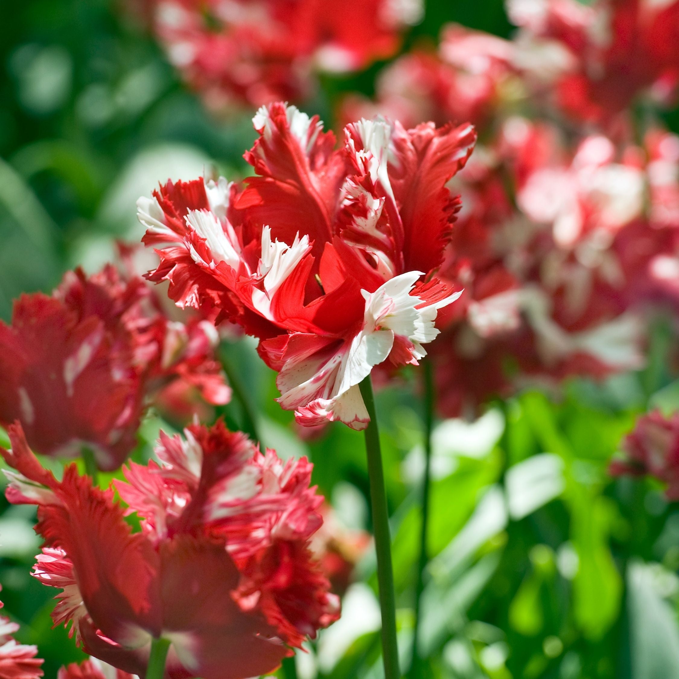 Lot De 14 Tulipes Estella Rijnveld – Plante D'Extérieur